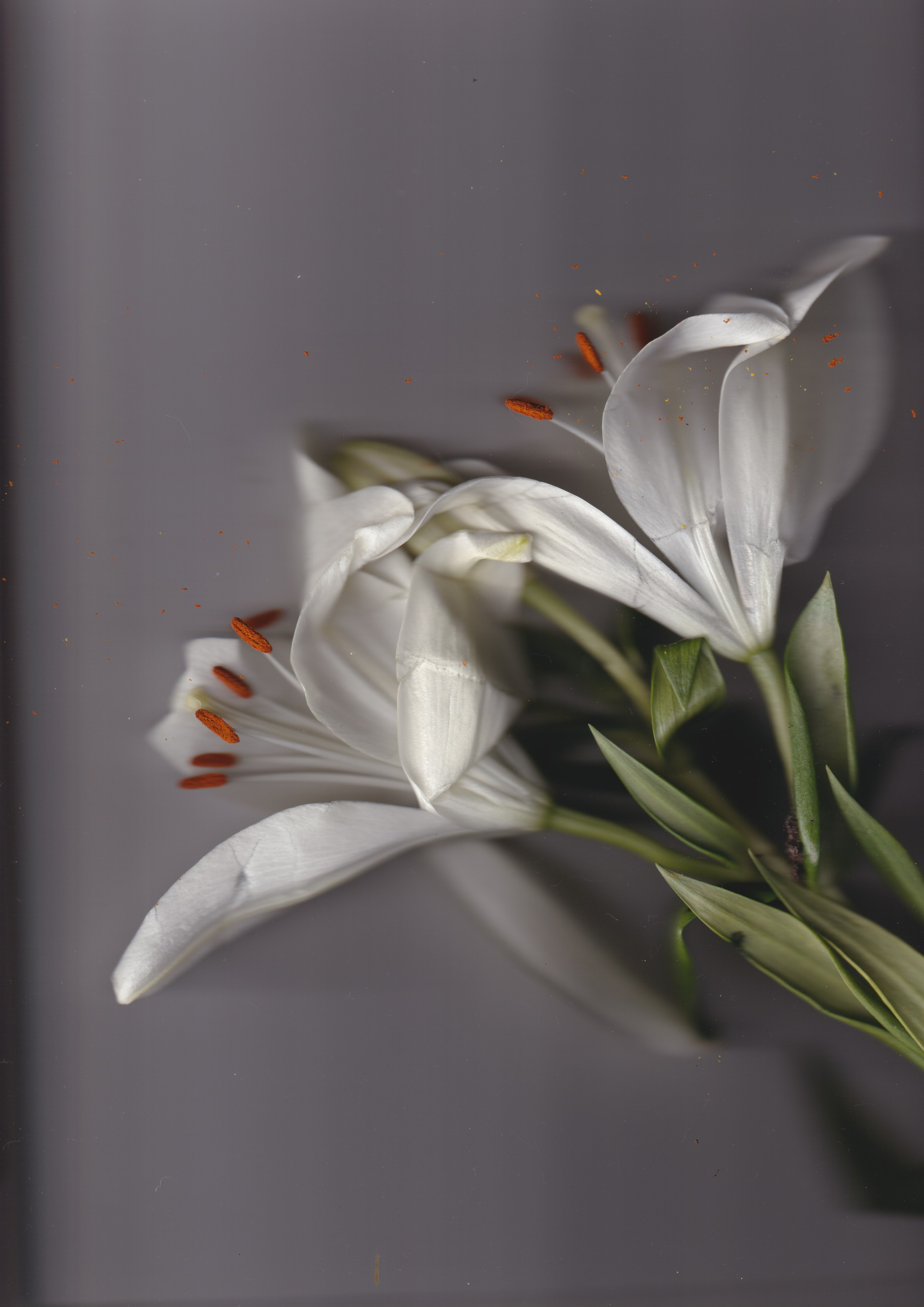 Fleur de lumière